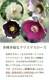 ���ꥹ�ޥ������� �� ���������� ��ꥯ������ 9����ݥå� �Ѵ��� �����ǥ˥� �إ�ܥ륹 �ߥ襷