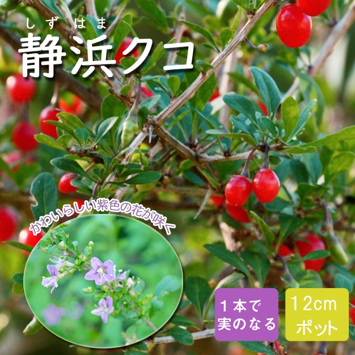 果樹 苗 静浜クコ ( しずはまくこ ) 苗木 挿し木 12cmポット 送料無料 枸杞 家庭栽培 鈴なり クコ ドライフルーツ ゴジベリー ...