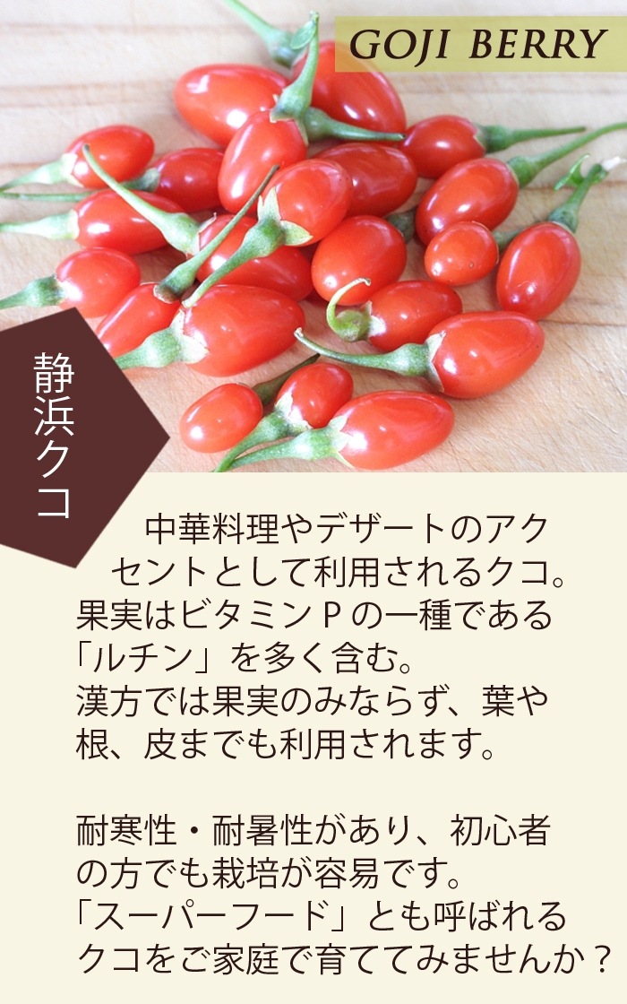 果樹 苗 静浜クコ ( しずはまくこ ) 苗木 挿し木 12cmポット 送料無料 枸杞 家庭栽培 鈴なり クコ ドライフルーツ ゴジベリー ...