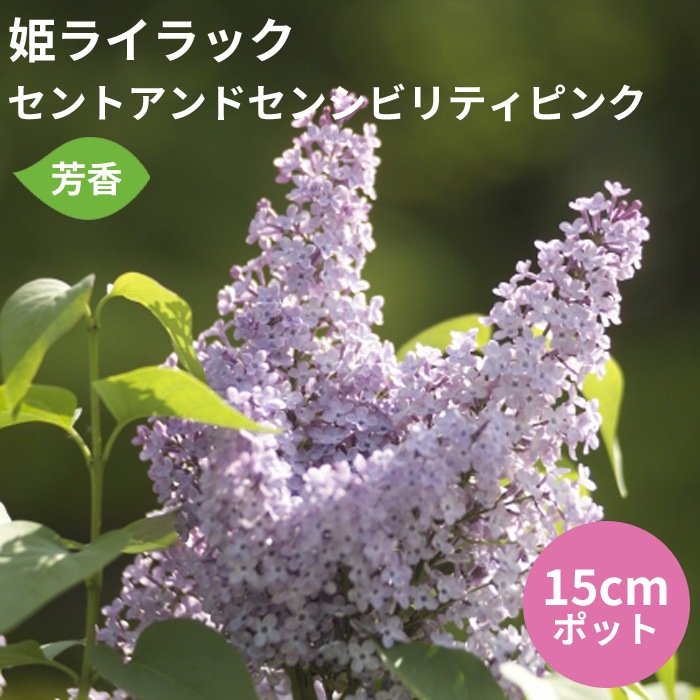 姫ライラック 苗 セントアンドセンシビリティピンク 15cmポット