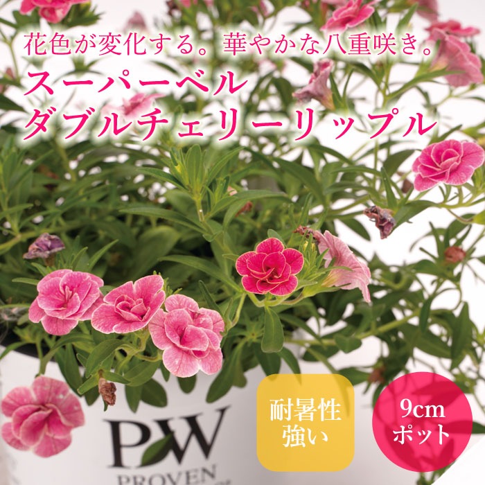 花苗 スーパーベル ダブルチェリーリップル 9cmポット カリブラコア