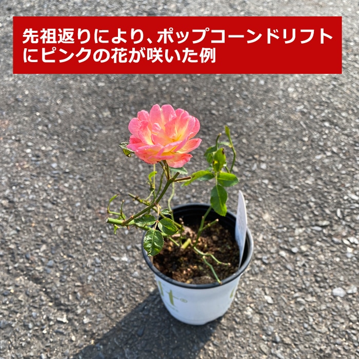 �ɥ�եȥ����� �� ��åɥɥ�ե� 9����ݥå� ��Ƥ䤹�� �����ǥ� �ߥ˥Х� �Х� �� ������ rose 