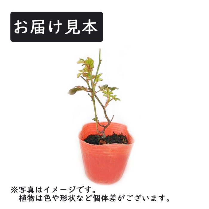 �ɥ�եȥ����� �� ��åɥɥ�ե� 9����ݥå� ��Ƥ䤹�� �����ǥ� �ߥ˥Х� �Х� �� ������ rose 