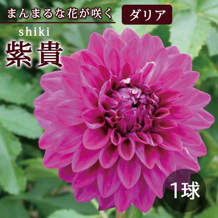 ���ꥢ �庬 �տ��� �ڤޤ�ޤ���ꥢ�� �絮 ���� 1�� dahlia �֤�����