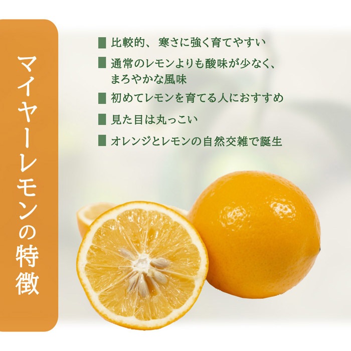   ޥ䡼 13.5󥰥ݥåȡ15ݥå    ȷ lemon ̵  ͵ ǯ