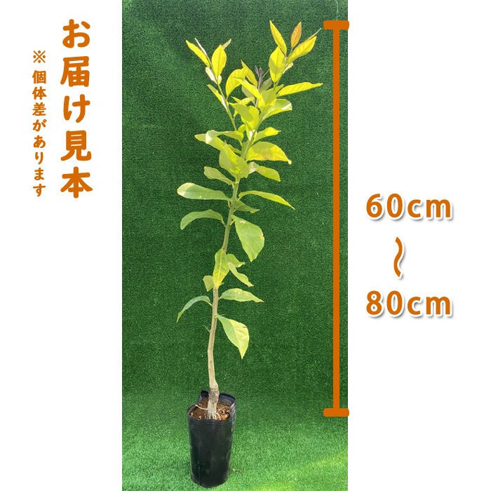   ޥ䡼 13.5󥰥ݥåȡ15ݥå    ȷ lemon ̵  ͵ ǯ