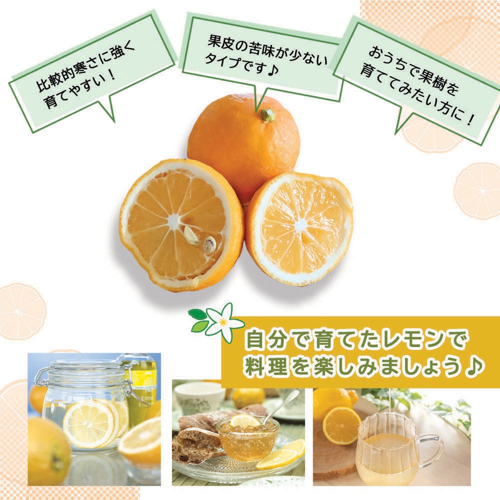   å ڥޥ䡼       ڡ   ȭ  ץȭ  ȭ     lemon  ̵ ͵