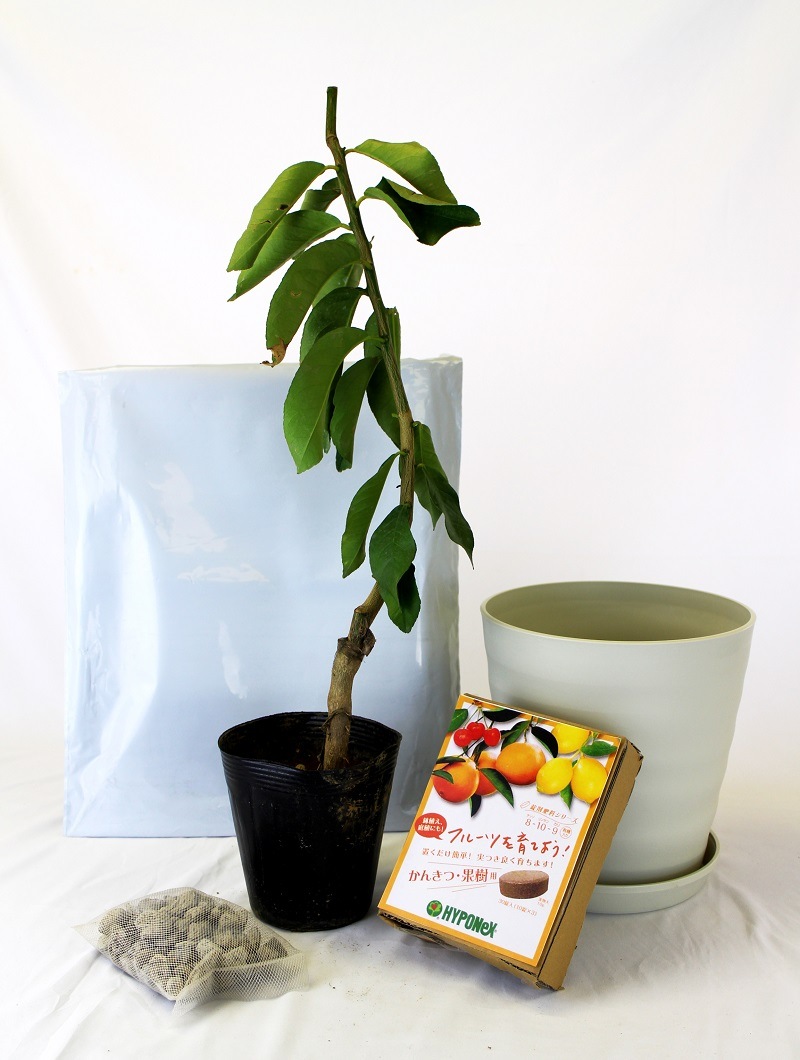   å ڥޥ䡼       ڡ   ȭ  ץȭ  ȭ     lemon  ̵ ͵