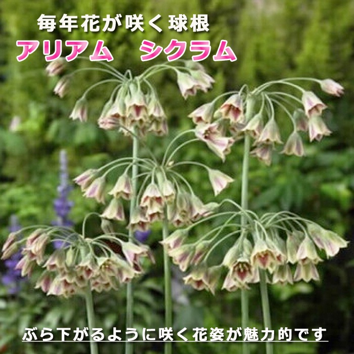 球根 植えっぱなし 秋植え アリアム アリウム シクラム 8球 毎年花が咲く 予約商品 早割価格 10月後半より順次発送 花の球根 秋冬に植える球根 花の大和オンラインショップ 球根 植えっぱなし 秋植え アリアム アリウム シクラム 8球 毎年花が咲く 予約商品 早割価格 10月後半より順次発送 花の球根 秋冬に植える球根 花の大和オンラインショップ