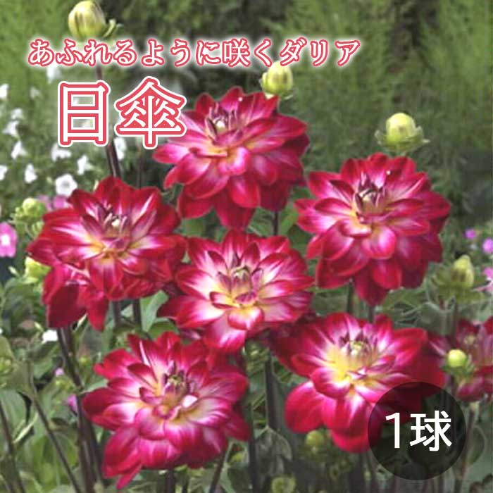 予約商品 早割商品 球根 春植え あふれ咲き ダリア 日傘 ひがさ １球 ３月後半より順次発送 花の球根 花の大和オンラインショップ