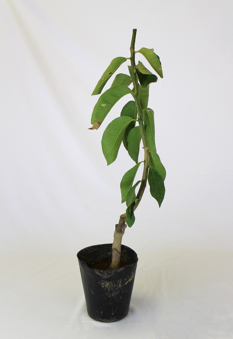   å  ꥹܥ   1        ȭ  ץȭ  ȭ     lemon  ̵