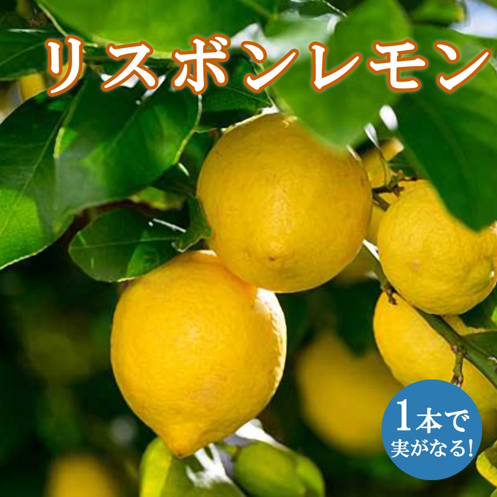   å  ꥹܥ   1        ȭ  ץȭ  ȭ     lemon  ̵