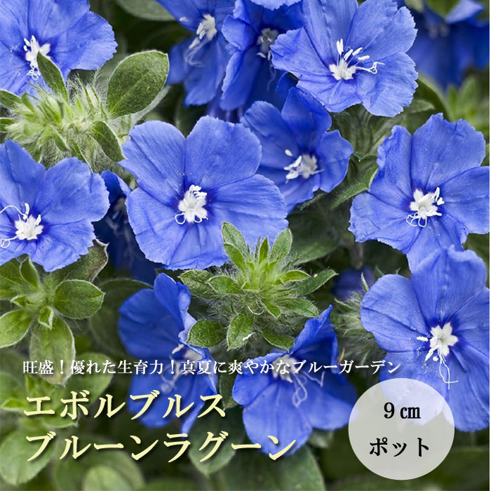 花苗 エボルブルス ブルーラグーン 9cmポット アメリカンブルー
