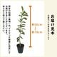 �饤�� ���� ���ҥ��饤�� 15����ݥå� ���� ���� ������ ���ȷ���� lime ����̵��