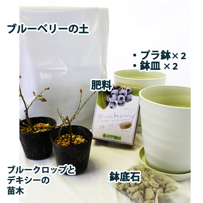 �֥롼�٥꡼ ���� ���å� �� �Ѵ��� �Τ��� �ϥ��֥å���� �֥롼�٥꡼ ���� 2�� �� �֥롼�٥꡼ �� �� �� ���� �� ȭ���� �� �ץ�ȭ �� ȭ�� �� �����ǥ˥� ��� �̼� ���̼� ����̵��