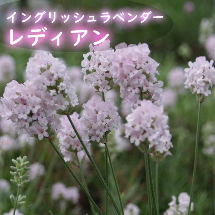 ラベンダー 苗 イングリッシュラベンダー レディアン 花穂が長い 香りが良い ９ｃｍポット ハーブ 宿根草 ラベンダー 花の大和オンラインショップ