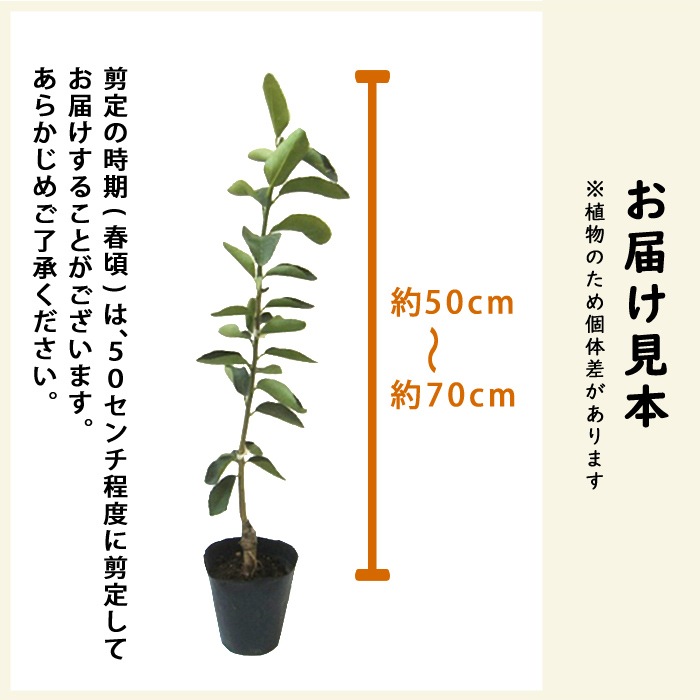 �ߤ��� ���� �Ȥ��ʤ� ���Ȥ� 15����ݥå� ������ ������ ����Ͽ�ʼ�)  ���ȷ���� �ߥ��� �����ǥ˥� ����̵��