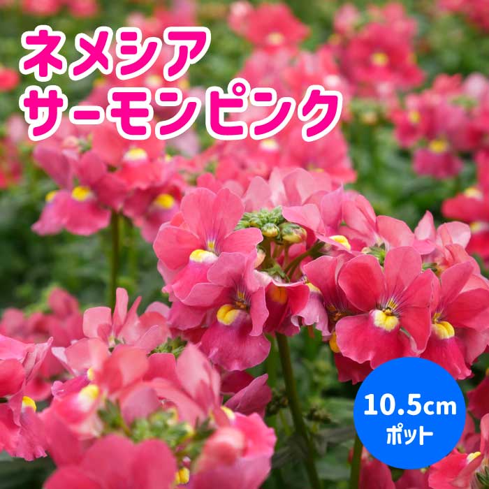 ネメシア メーテル 【 サーモンピンク 】10.5cmポット 苗