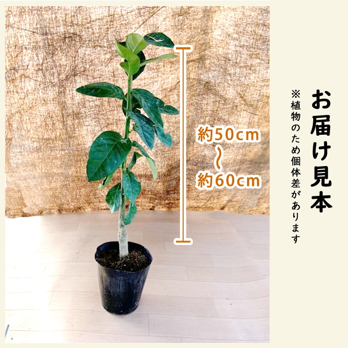 ���� ���� �����ɥ쥹���� 15����ݥå� ��̵������ ���� 1ǯ�� �Ĥ��㤤�����ϥȥ�ͭ�� ���� ������ ���ȷ���� lemon �����ǥ˥� ��� ����̵��