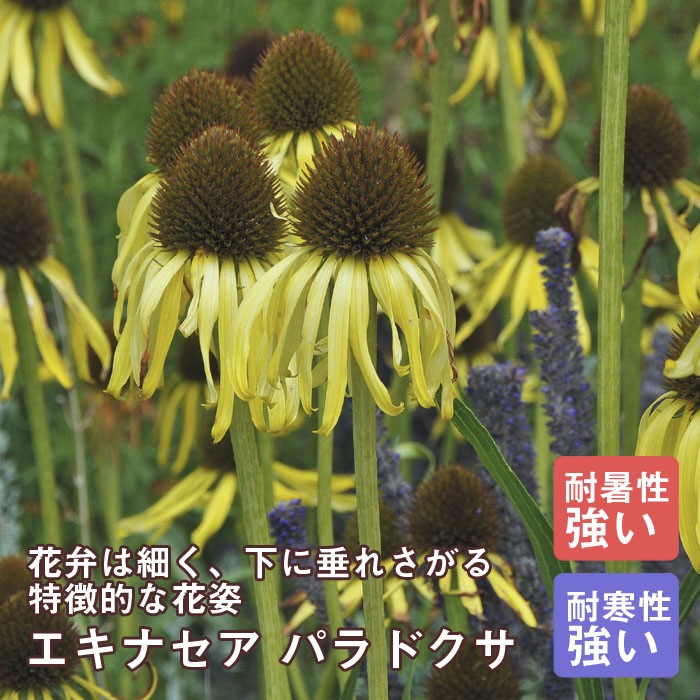予約】宿根草 苗 エキナセア パラドクサ 9cmロングポット 草丈の高い