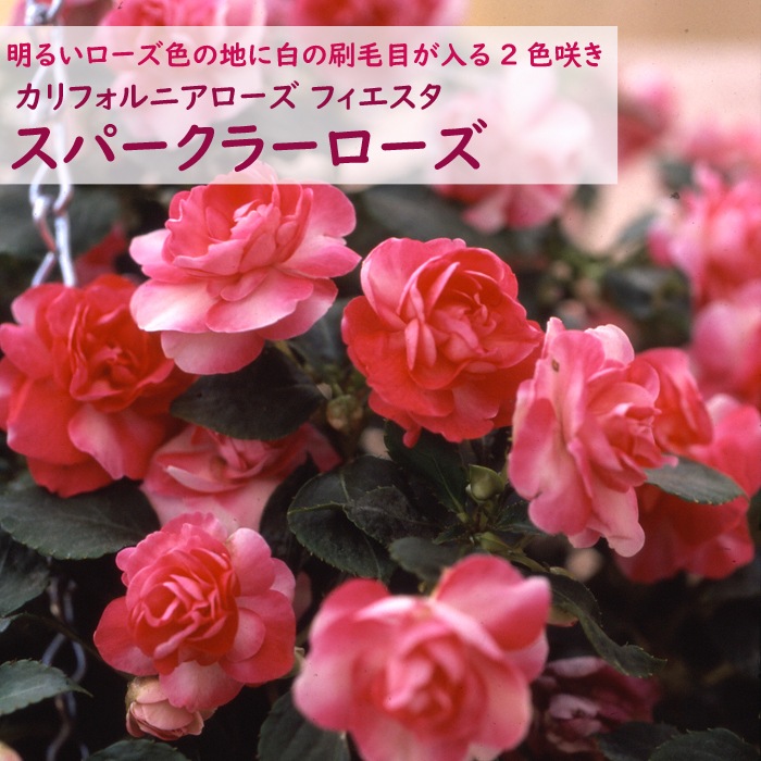 花 苗 インパチェンス カリフォルニアローズ フィエスタ スパークラーローズ ９ｃｍポット 花苗 インテリア ガーデニング ５月中下旬より順次発送 予約商品 予約特典ポイント５倍 すべての商品 花の大和オンラインショップ