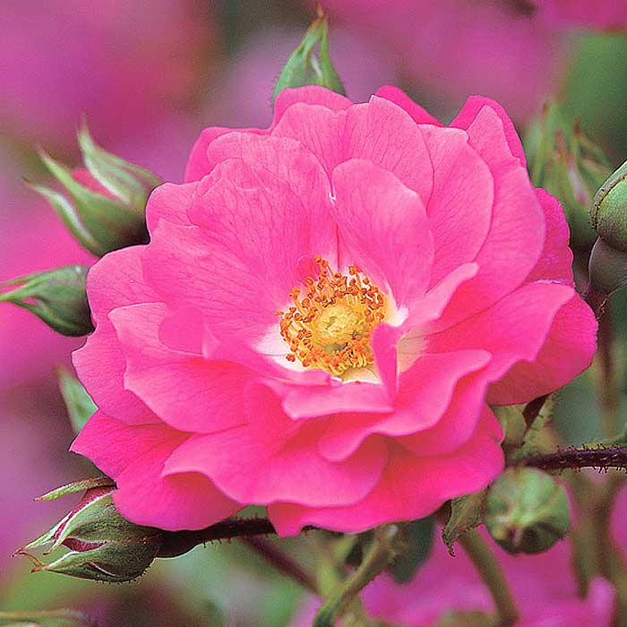 フラワーカーペットローズ ピンク バラ 苗 ローズ 10.5cm 育てやすい 病気に強い グランドカバー バラ苗 薔薇 rose 園芸