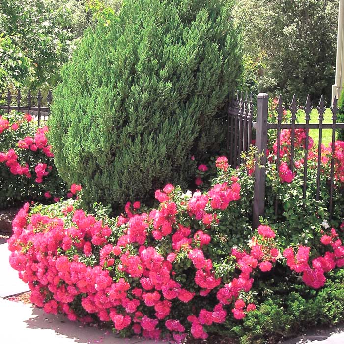 ��10���ܤ��ȯ�������ۥե������ڥåȥ����� �ԥ� �Х� �� ������ 10.5��� ��Ƥ䤹�� �µ��˶��� �����ɥ��С� �Х��� ��