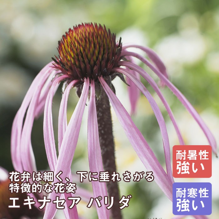 ��ͽ��۽ɺ��� �� �����ʥ��� �ѥ�� 9������󥰥ݥå� ���ι⤤ �ܡ����� �����ǥ� ����ä��󤽤� ¿ǯ�� �ڥ�˥���ڣ�������ܤ��缡ȯ����