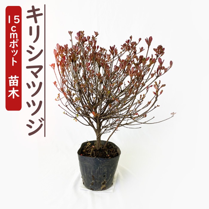 キリシマツツジ 苗木 １５ｃｍポット ｗ30ｃｍ つつじ 霧島 ガーデニング 園芸 花木 庭木 生垣 花の大和オンラインショップ