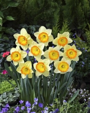 水仙 球根 ガーデンジャイアント 2球 大 カップ咲き スイセン 秋植え