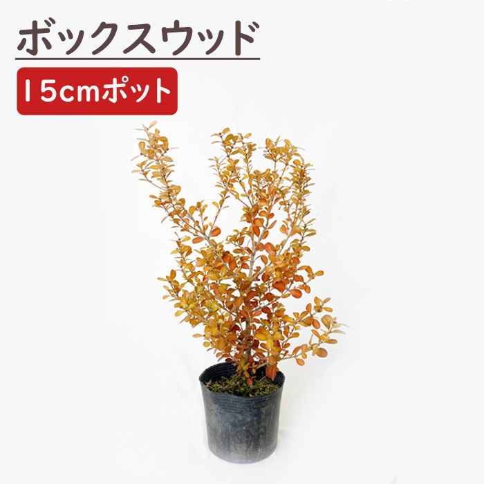 ボックスウッド 苗木 西洋 ツゲ 15cmポット H60cm 苗