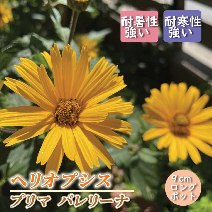 ͽ۽ɺ  إꥪץ ץ Х꡼ 9󥰥ݥå ɺҥҥޥ 뤵˶ ѽ ¿ǯڣ沼ܤ缡ȯ