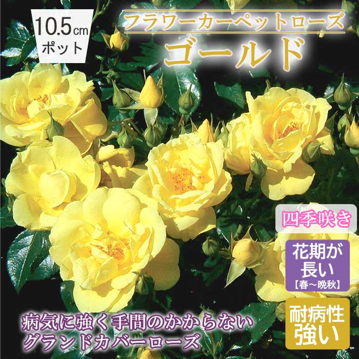 フラワーカーペットローズ ゴールド バラ 苗 ローズ 10.5cm 育て