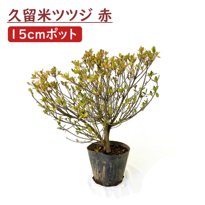 久留米ツツジ 苗木 赤色 レッド 久留米 ツツジ １５ｃｍポット ｗ30ｃｍ ガーデニング 園芸 庭木 花木 すべての商品 花の大和オンラインショップ