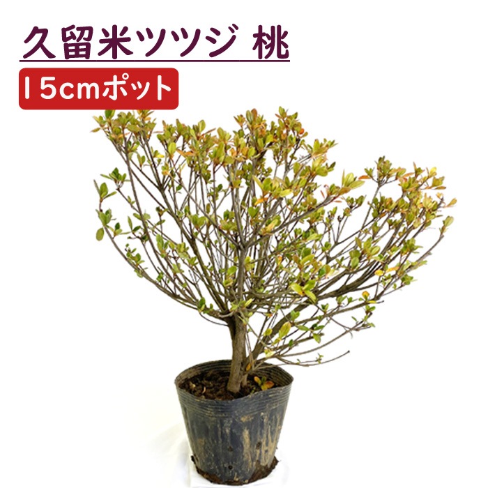 久留米ツツジ 苗木 桃色 ピンク 久留米 ツツジ１５ｃｍポット ｗ30ｃｍ ガーデニング 園芸 花木 庭木 花木 花の大和オンラインショップ