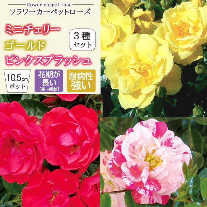 La♡Pafait ラパフェ♡ローズミニクリップ 3個セット♡薔薇 ラパフェ ローズミニクリップ 3個セット 薔薇
