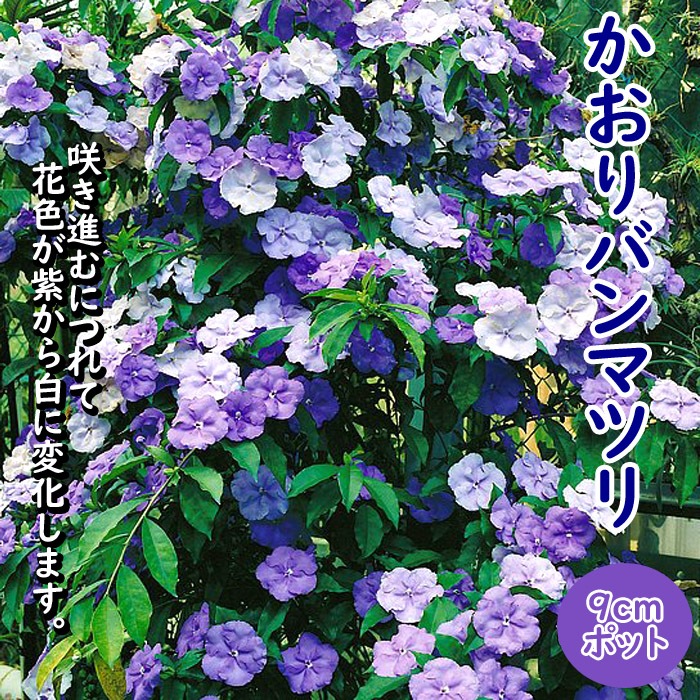 花木 苗 かおりバンマツリ 9cmポット ニオイバンマツリ 花色変化