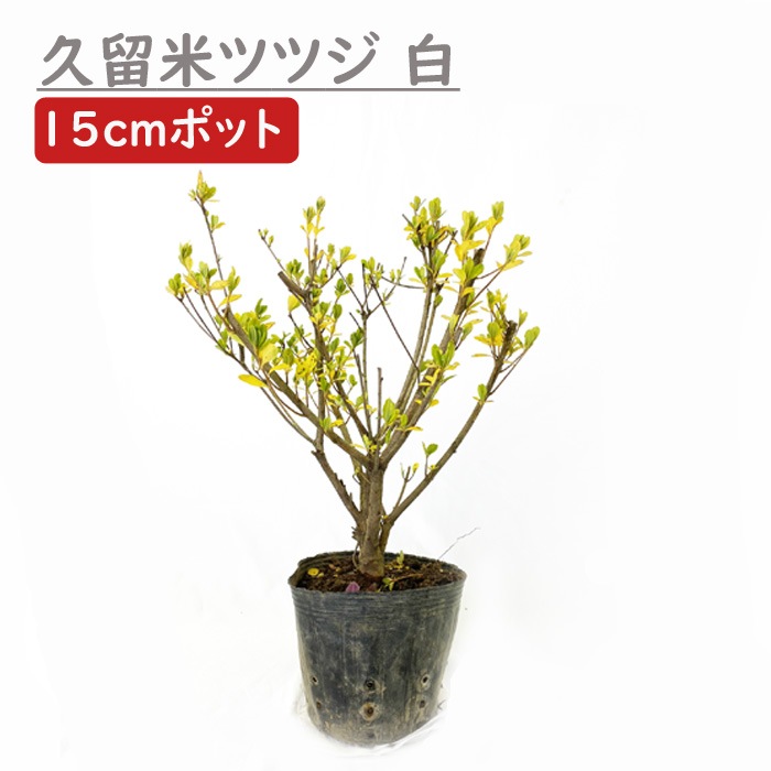 久留米ツツジ 苗木 白 久留米 ツツジ １５ｃｍポット ｗ30ｃｍ ガーデニング 園芸 花木 庭木 生垣 花の大和オンラインショップ