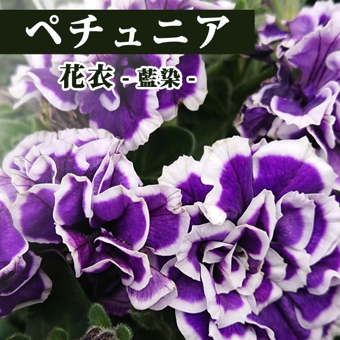 花 苗 ペチュニア 花衣 藍染 10 5cm 花苗 インテリア ガーデニング 初心者 長く咲く 育てやすい すべての商品 花の大和オンラインショップ