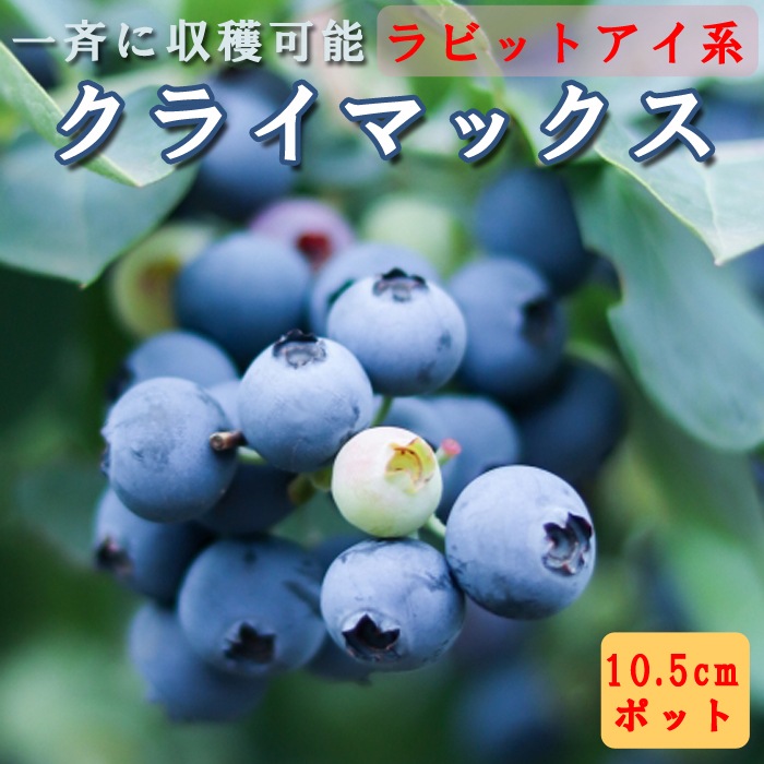 ブルーベリー 苗木 ラビットアイ系 クライマックス 10.5cmポット