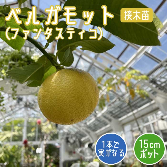 柑橘 苗木 ベルガモット ( ファンタスティコ ) 15cmポット 接木 苗