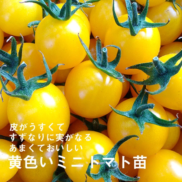 接木 野菜 苗 うす皮鈴なり黄色いさくらんぼトマト ミニトマト 9cm