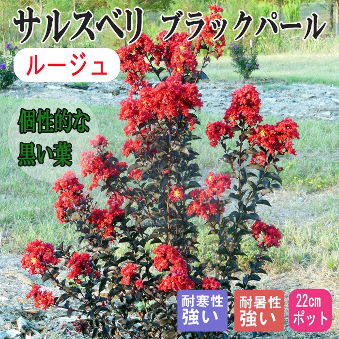 サルスベリ 苗木 ブラックパール 22cmポット 苗 ガーデニング