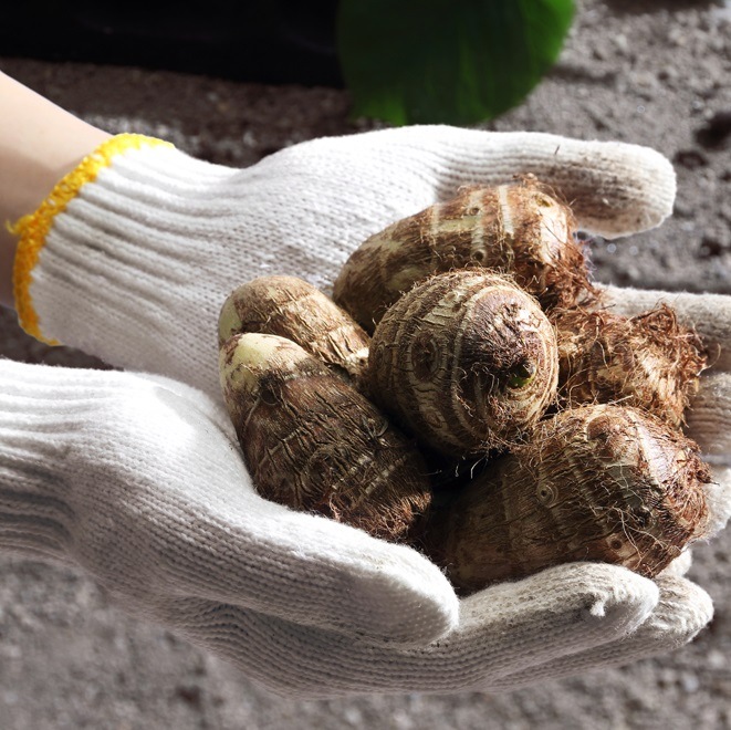 予約・早割】国産 里芋 【 さといも 土垂 （ どだれ ）】 種球根 約