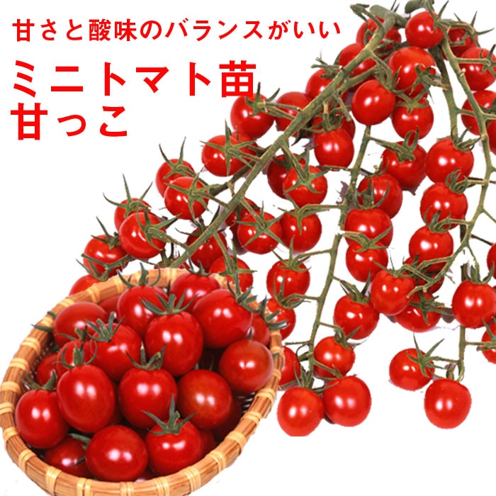    3 å Ťä ߥ˥ȥޥ 9ݥå 䤵 ץȥޥ mini tomato ڱ ̵