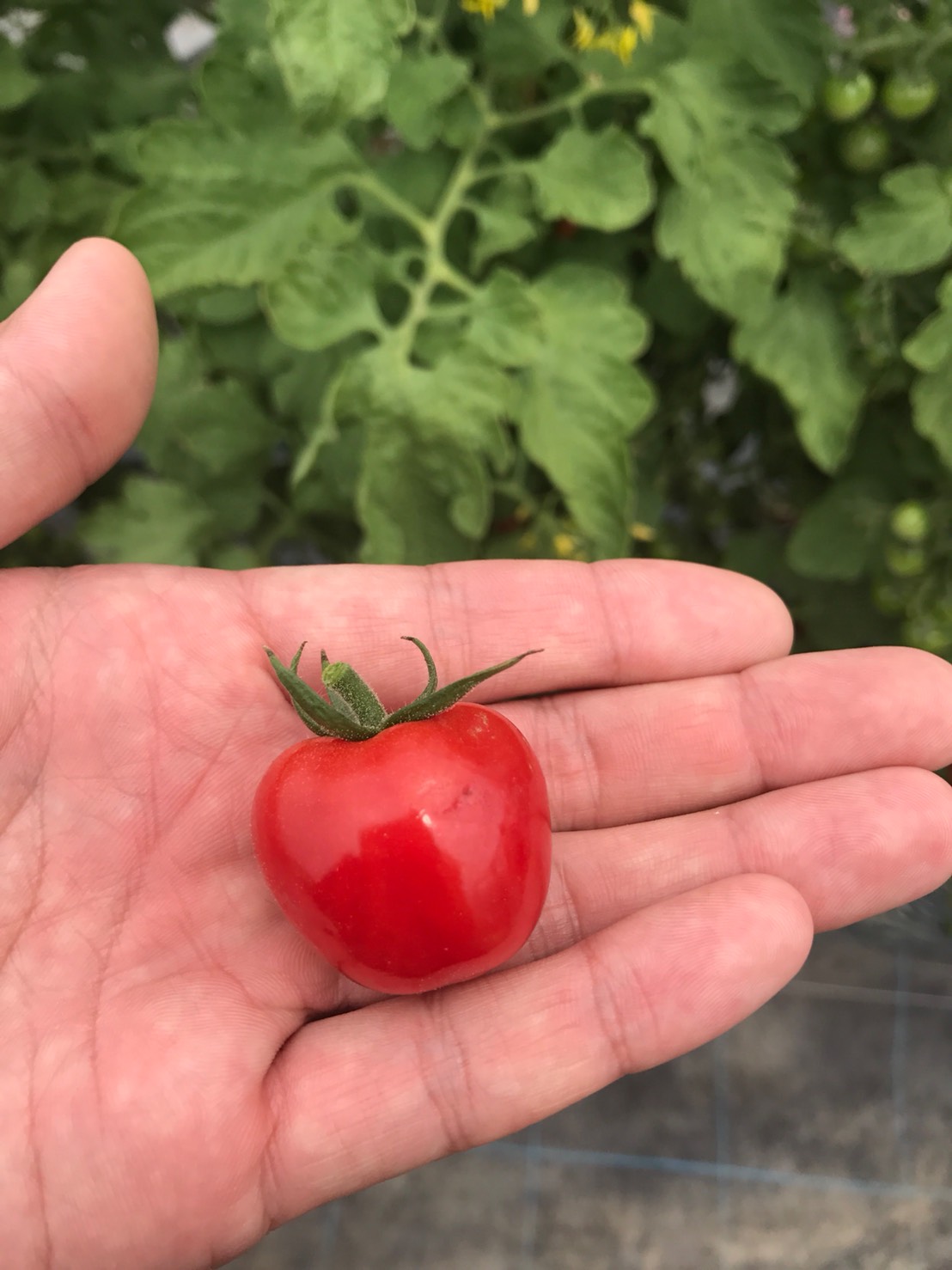 ��ͽ���������� ��� �� ��2��+��1��=���3�� ���å� ��������ʤꤵ�����ܥȥޥ� �ߥ˥ȥޥ� 9����ݥå� �ץ��ȥޥ� ����̵����4���Ⱦ���缡ȯ����