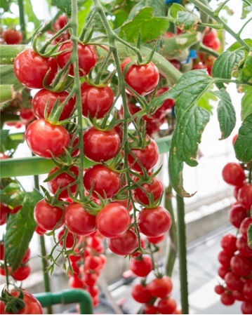 ��ͽ���������� ��� �� ��2��+��1��=���3�� ���å� ��������ʤꤵ�����ܥȥޥ� �ߥ˥ȥޥ� 9����ݥå� �ץ��ȥޥ� ����̵����4���Ⱦ���缡ȯ����