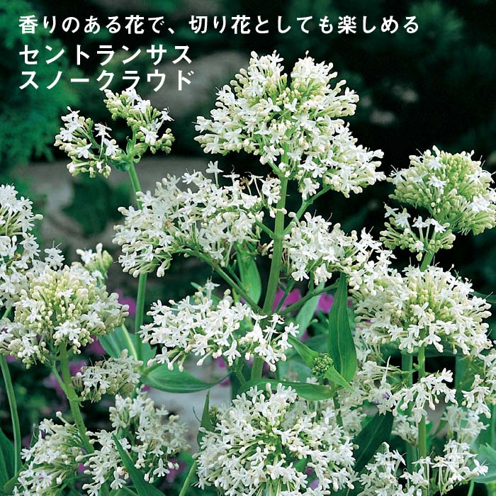 宿根草 苗 セントランサス スノークラウド ９ｃｍロングポット バラに合う 宿根草 花の大和オンラインショップ