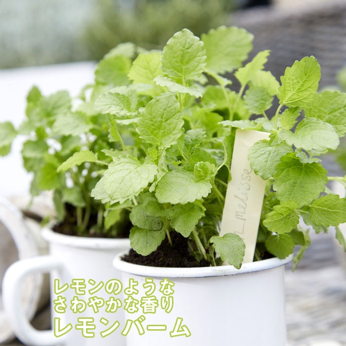 ハーブ 苗 レモンバーム １２ｃｍ角ポット 宿根草 花の大和オンラインショップ