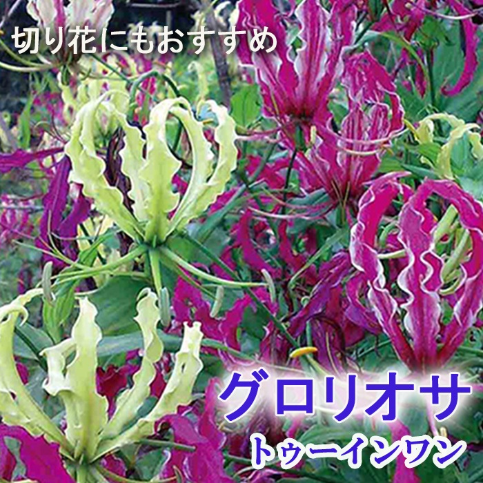 グロリオサ 球根 春植え 【 トゥーインワン 】1球 クリームから赤紫